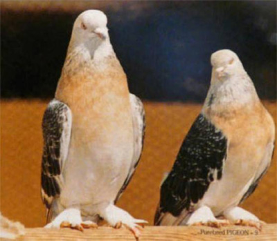 Бойные и гонные голуби Ирака Irack_11