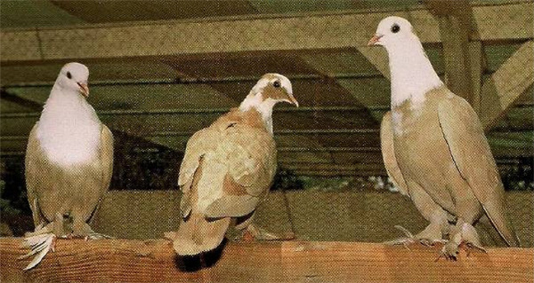 Бойные и гонные голуби Ирака Irack_4