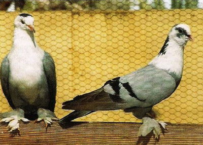 Бойные и гонные голуби Ирака Irack_5