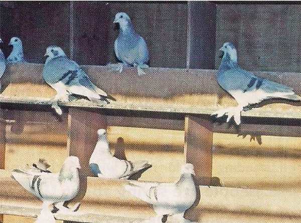 Бойные и гонные голуби Ирака Irack_6