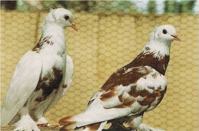 Бойные и гонные голуби Ирака Irack_7