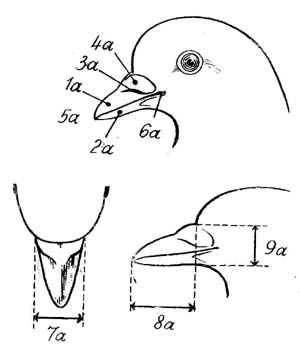 Клюв голубя рисунок