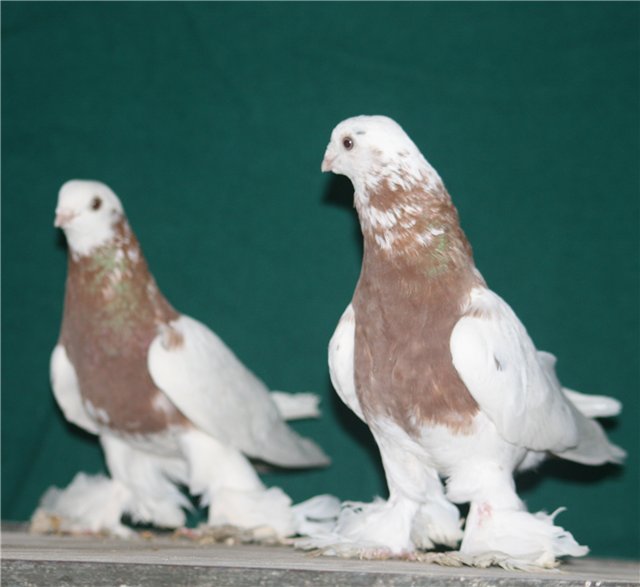 Таджикские голуби. Бойные голуби Чили. Таджикские голуби бойные. Голуби Таджикистана бойные. Касаны двухчубые.