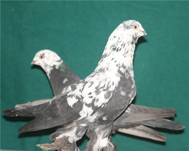Таджикские голуби. Душанбинские голуби бойные. Афганские бойные голуби. Таджикские бойные голуби Сочи. Голуби Самаркандские бойные.